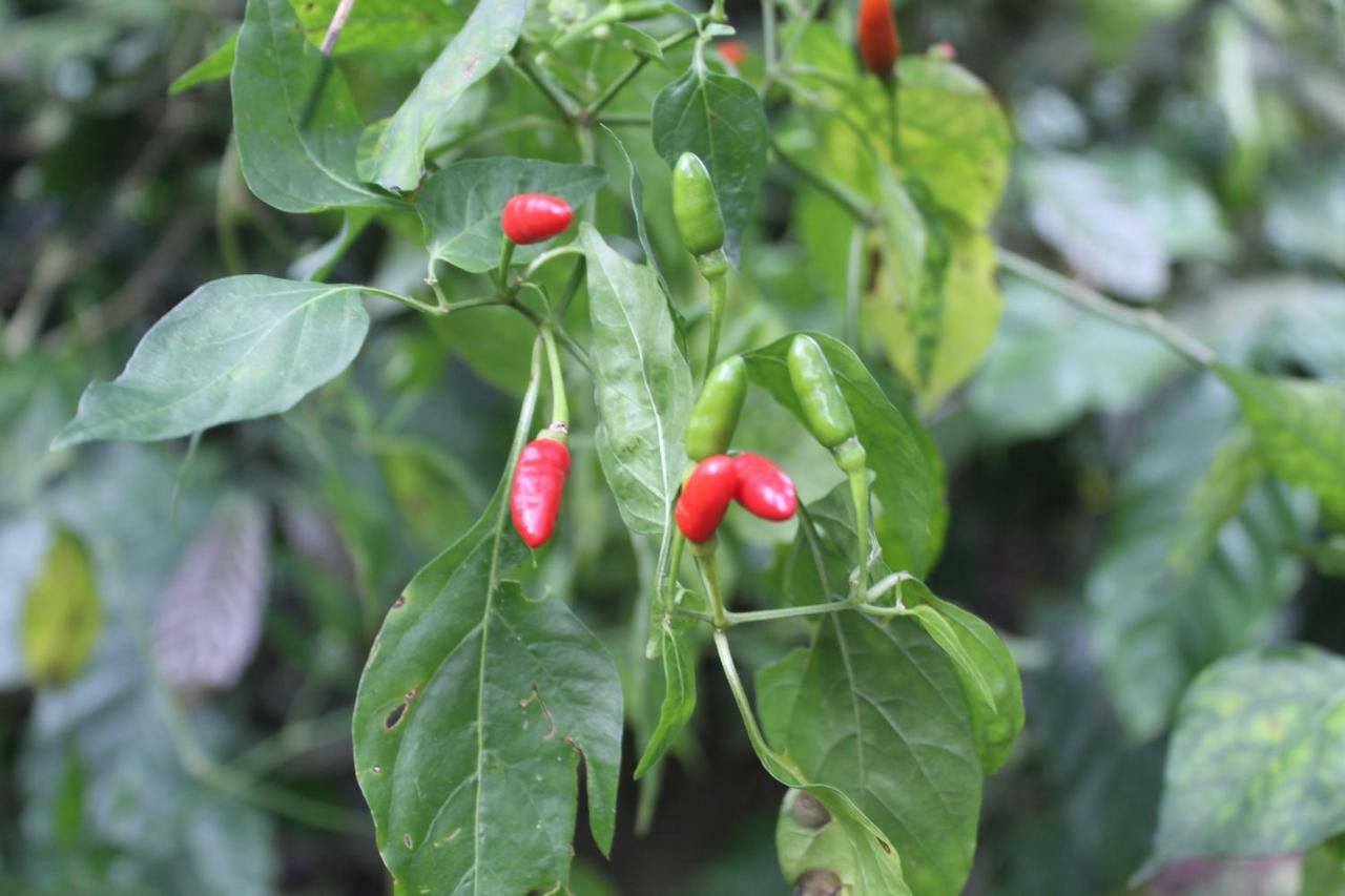 Whistling Woods Farm Stay Kushalnagar Exterior photo